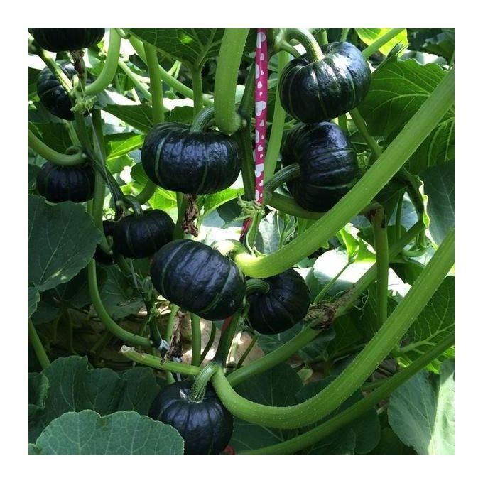 Organic Green Beibei Pumpkin Seeds (Pack of 20 Seeds)